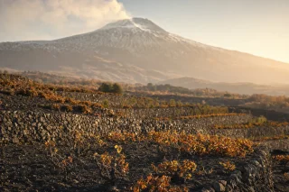 Sicily Wine Tours: Where the Volcanic Soil Changes Your Glass
