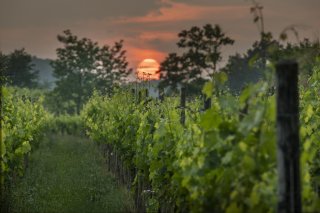 Visiting Friuli's Wineries: How to Book and Where to Go