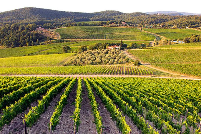 Marchesi de&rsquo; Frescobaldi
