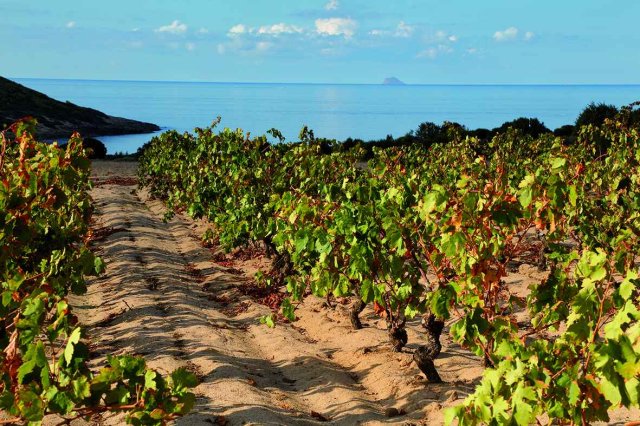 Cantina Santadi