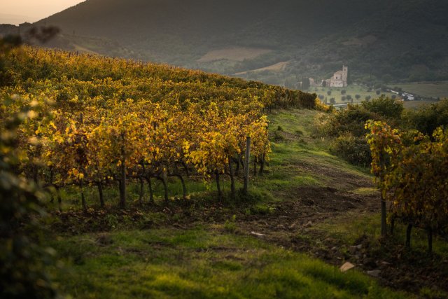 Tenuta Fanti