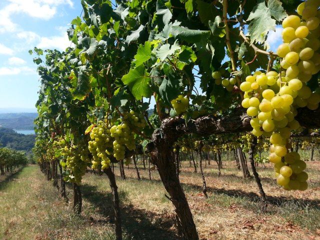Cantine Benvenuto