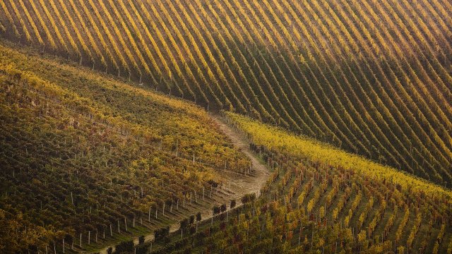 Araldica Vini Piemontesi