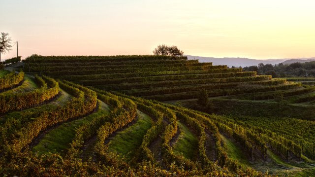 Bastianich