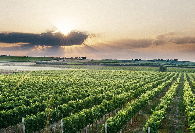 Cantine Borgo di Colloredo