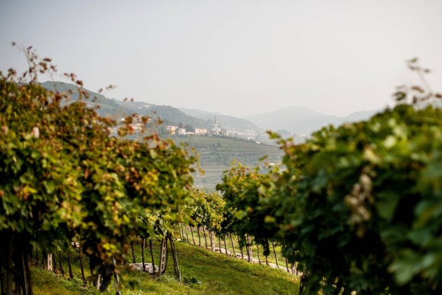 Cantina Valpolicella Negrar