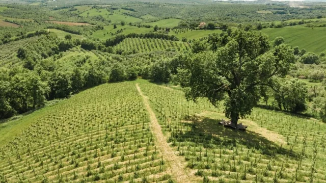 Fattoria La Maliosa