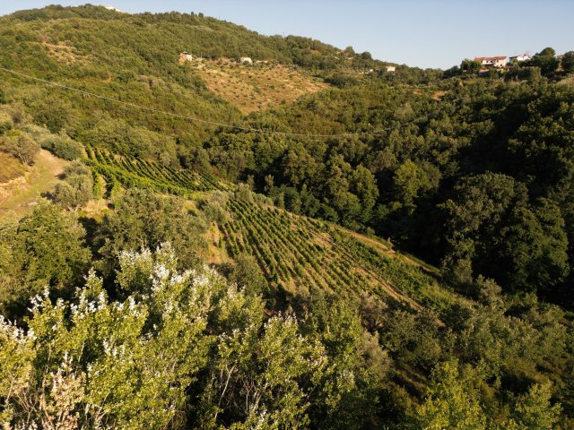 Tenuta del Travale