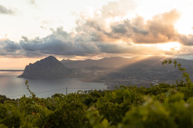 Casa Vinicola Fina