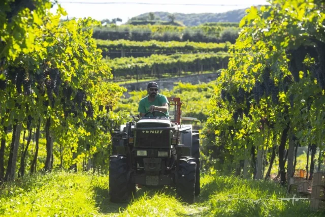 Azienda Agricola Massaro