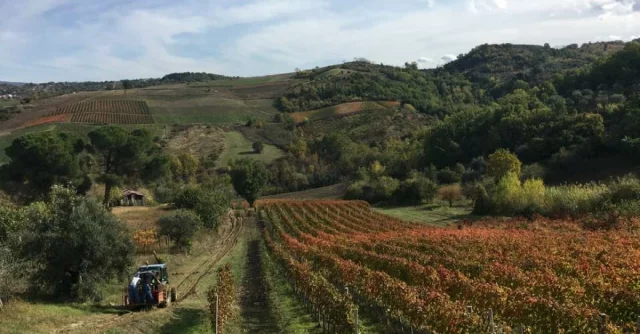 Casa Vinicola Mastroberardino