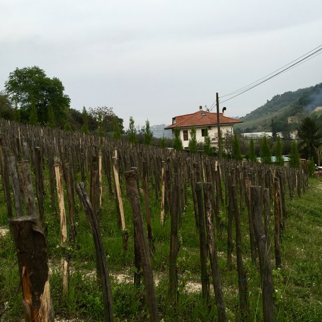 Azienda Agricola Oasi degli Angeli