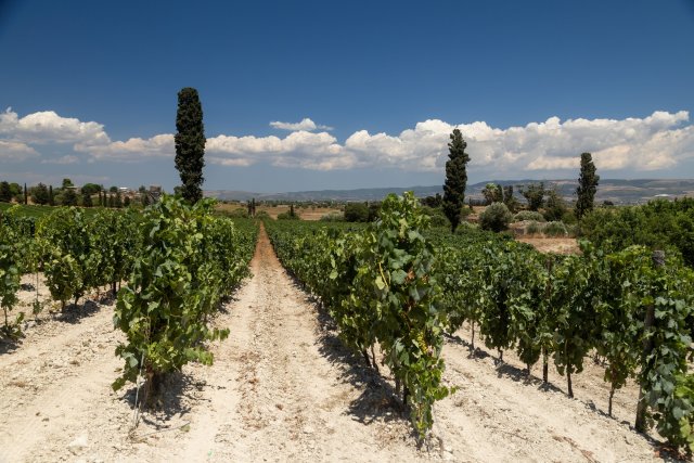 Azienda Agricola Arianna Occhipinti