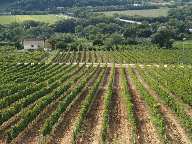 Azienda Vinicola La Carraia