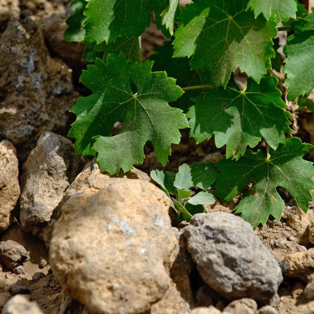 Pietradolce