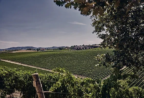 Azienda Agricola Marramiero