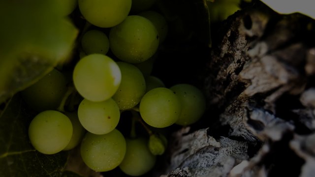 Azienda Vitivinicola Velenosi