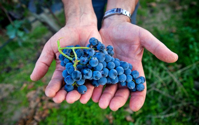 Vigne Mastrodomenico