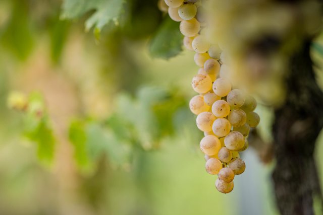 Azienda Vitivinicola Pieropan Leonildo