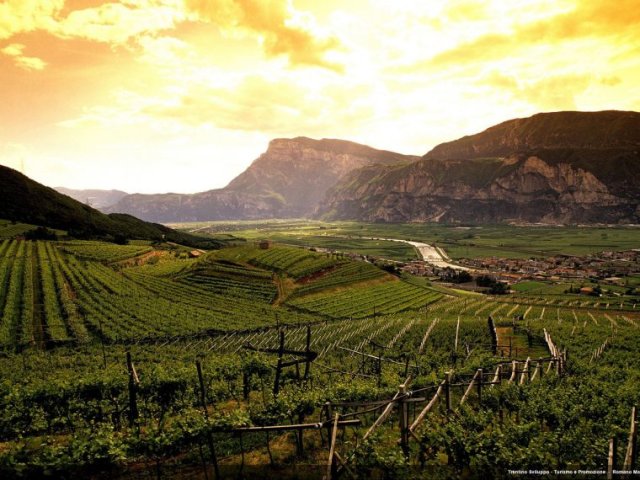 Cantine Ferrari