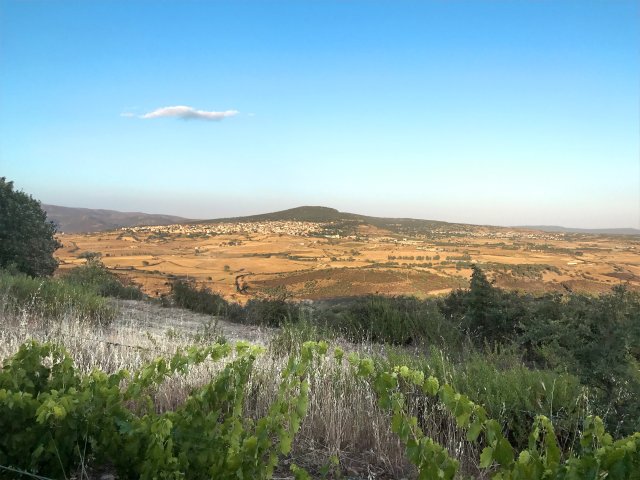 Panevino