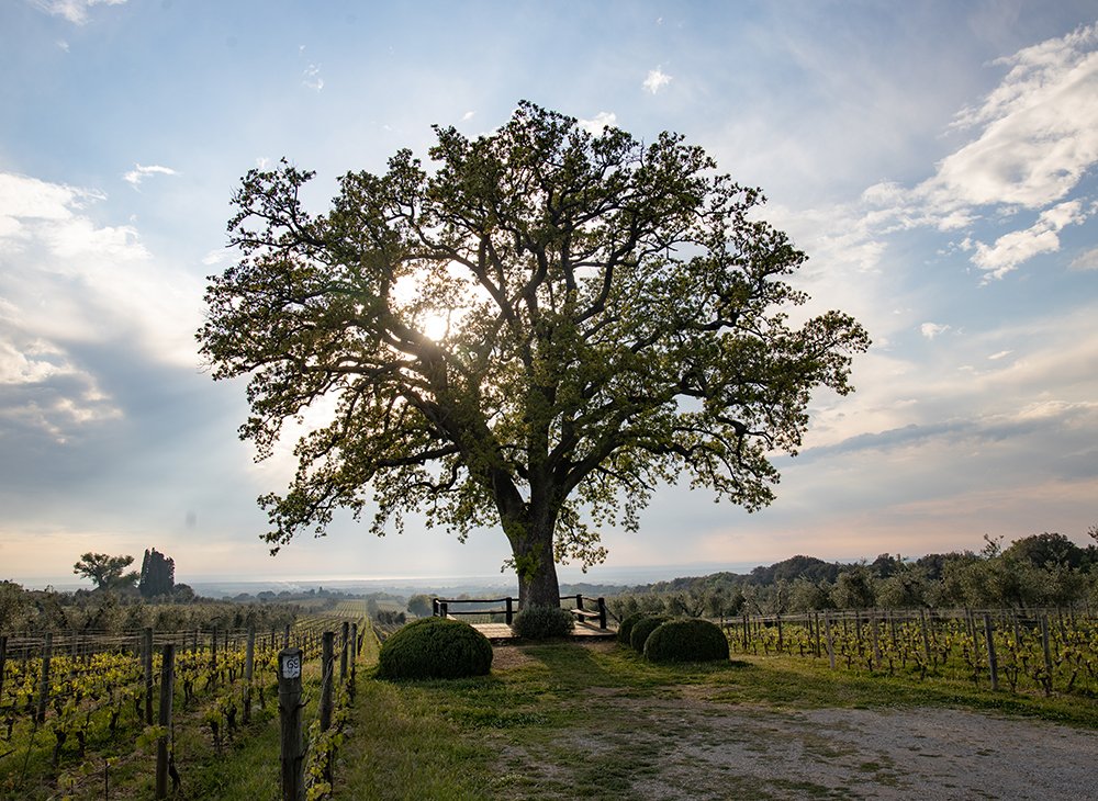 Ornellaia winery image 4