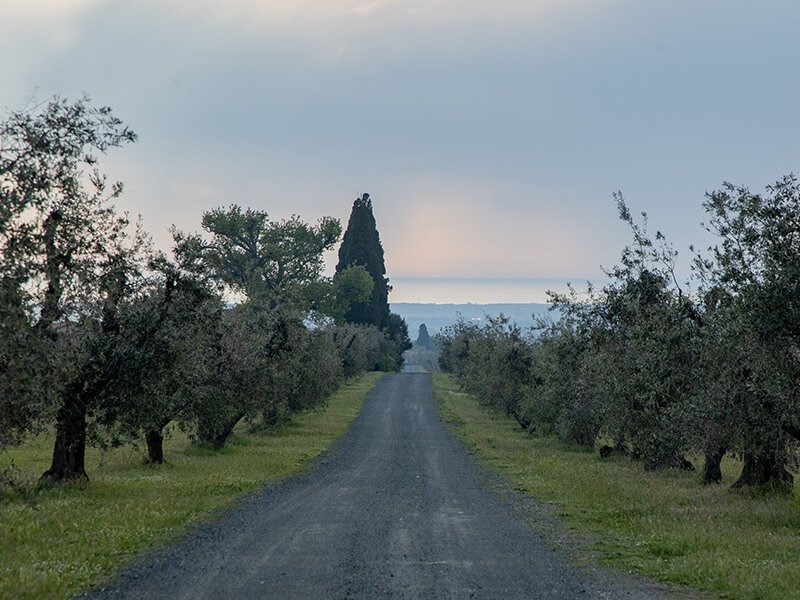 Picnic under the Bellaria oak at Ornellaia
