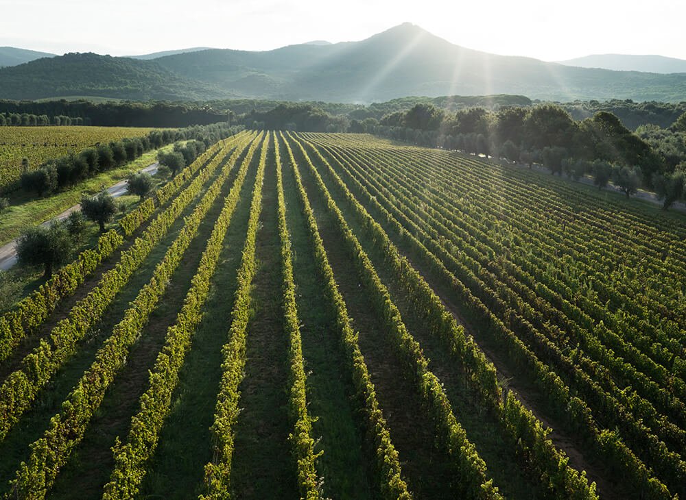 Ornellaia winery image 1