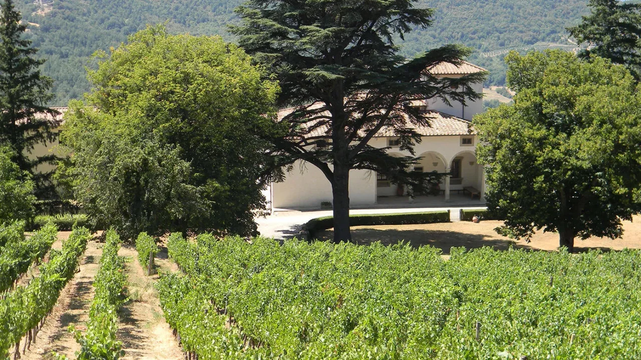 Castello Pomino - Marchesi Frescobaldi winery image 3