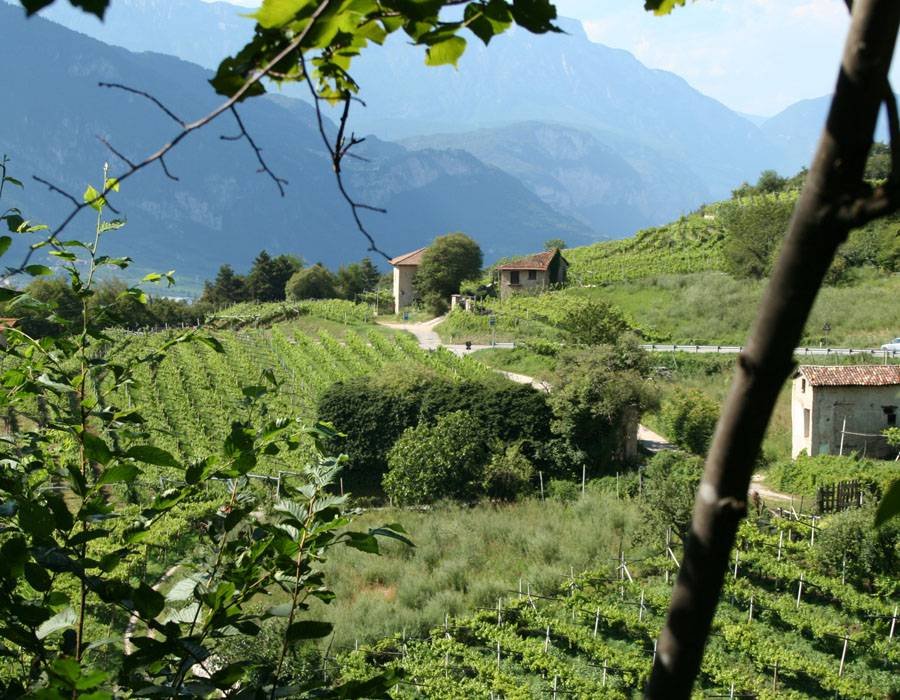Cantina Sociale di Trento winery image 4