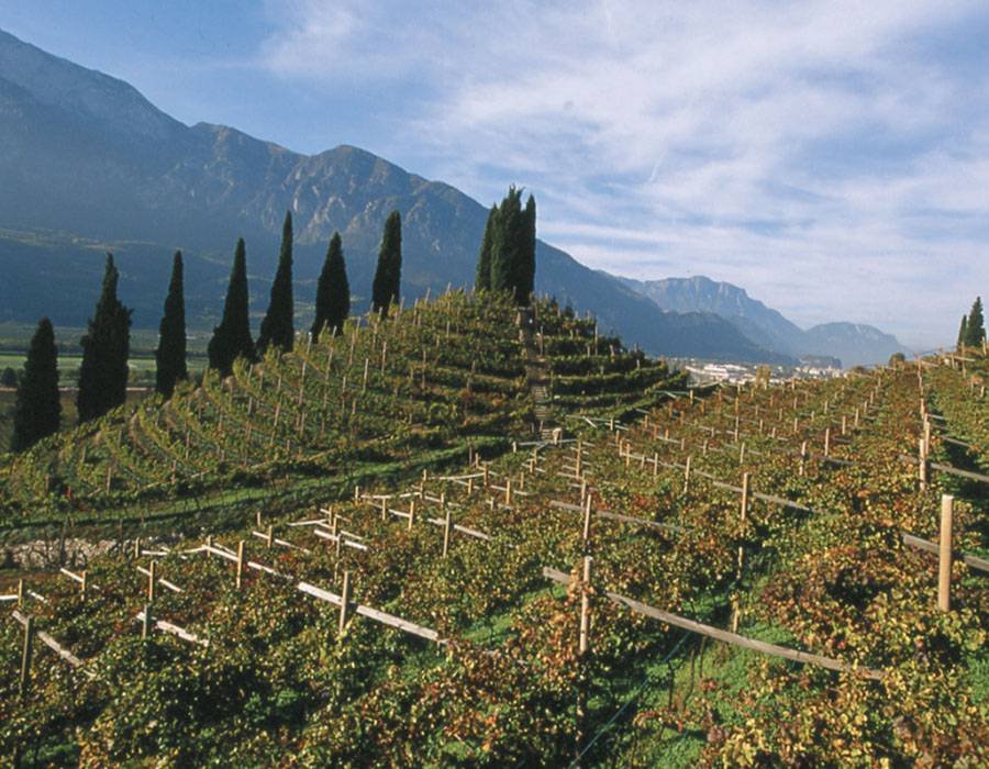 Cantina Sociale di Trento winery image 2