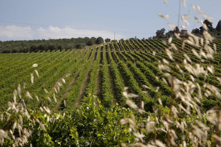 Castello di Poppiano winery image 3