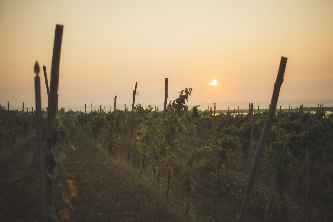 La Sibilla winery image 2