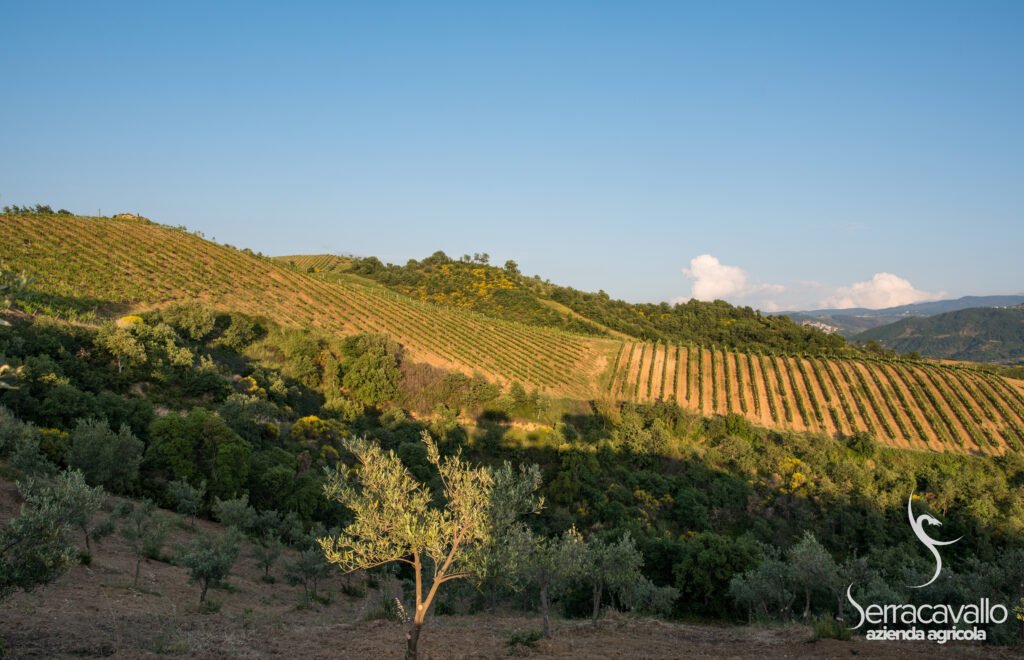 Azienda Agricola Serracavallo winery image 5
