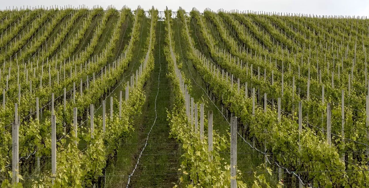 L'Archetipo winery image 4