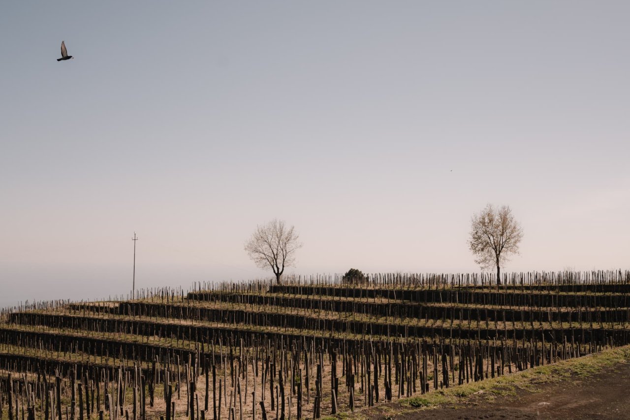 Rows of staked bush vines on low terraces at Maugeri, with two bare trees on the skyline and a bird overhead.