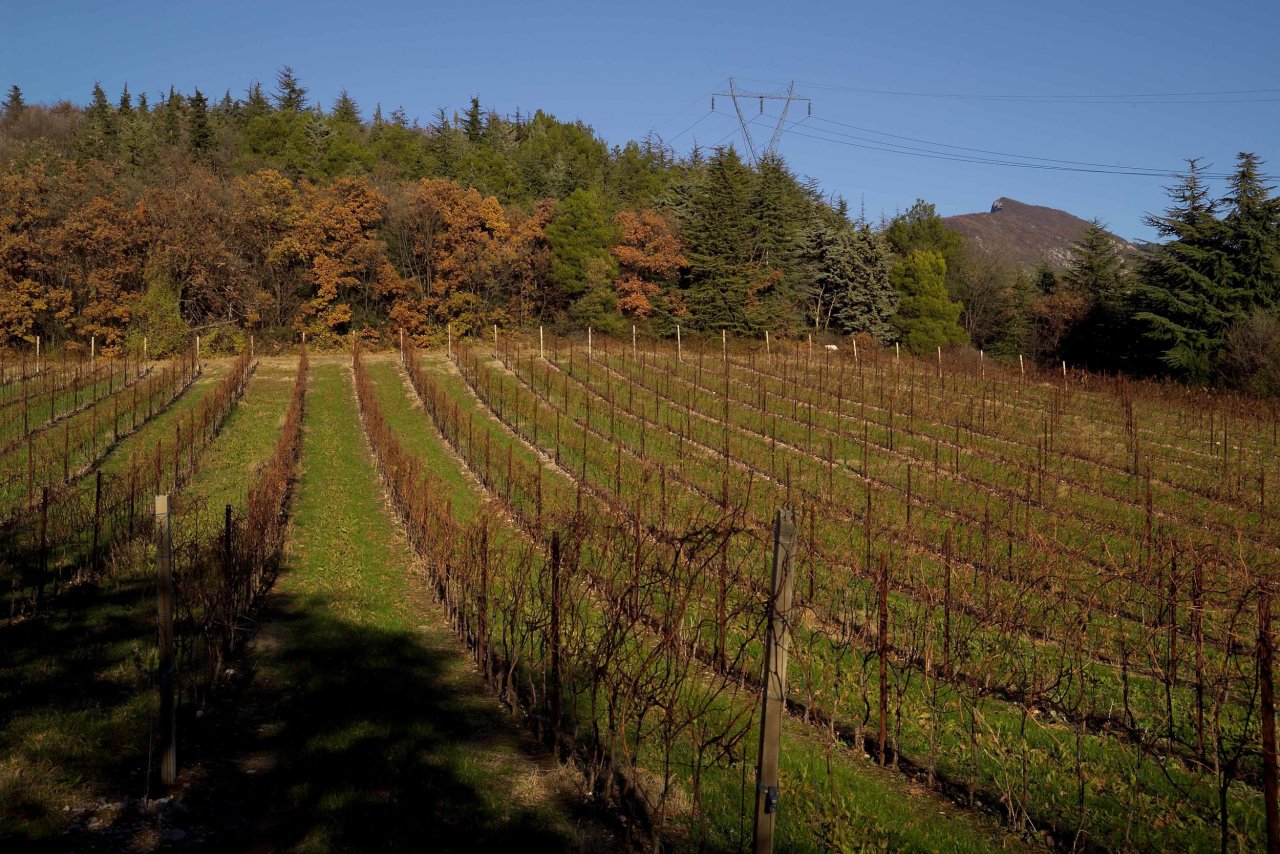 Rows of vines in autumn colour at the Montalto vineyard of Le Fraghe, with wooded hills behind