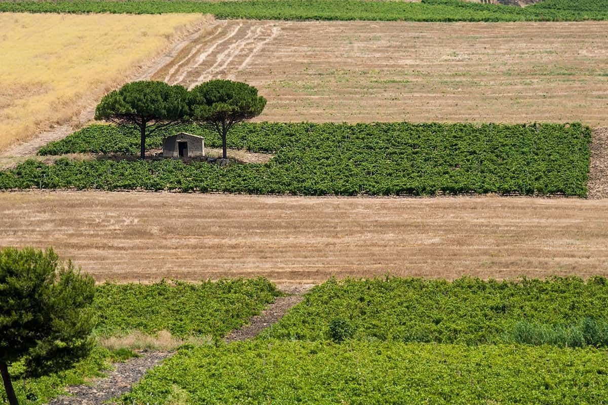 Aerial view of vineyards and ploughed fields at Firriato's Borgo Guarini estate in the Trapani hills