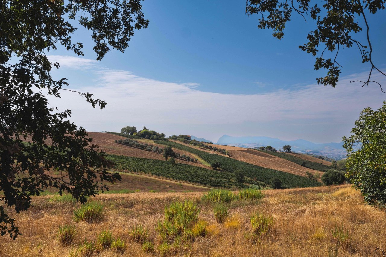 Azienda Agricola Fratelli Bucci winery image 5