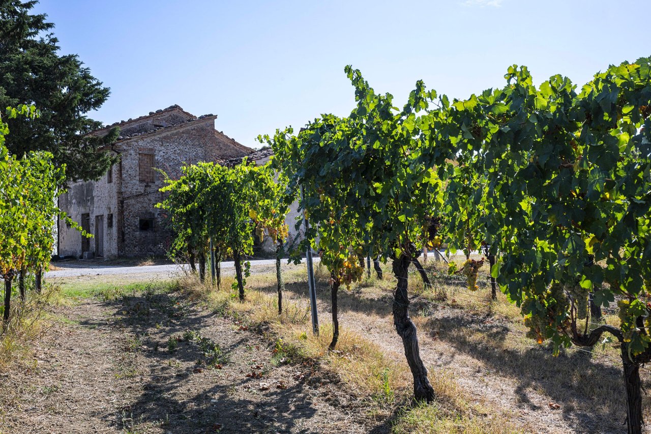 Azienda Agricola Fratelli Bucci winery image 3