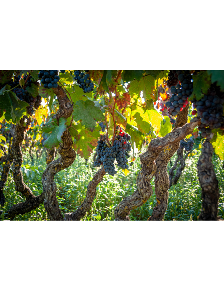 Negroamaro Journey at Cantine Due Palme