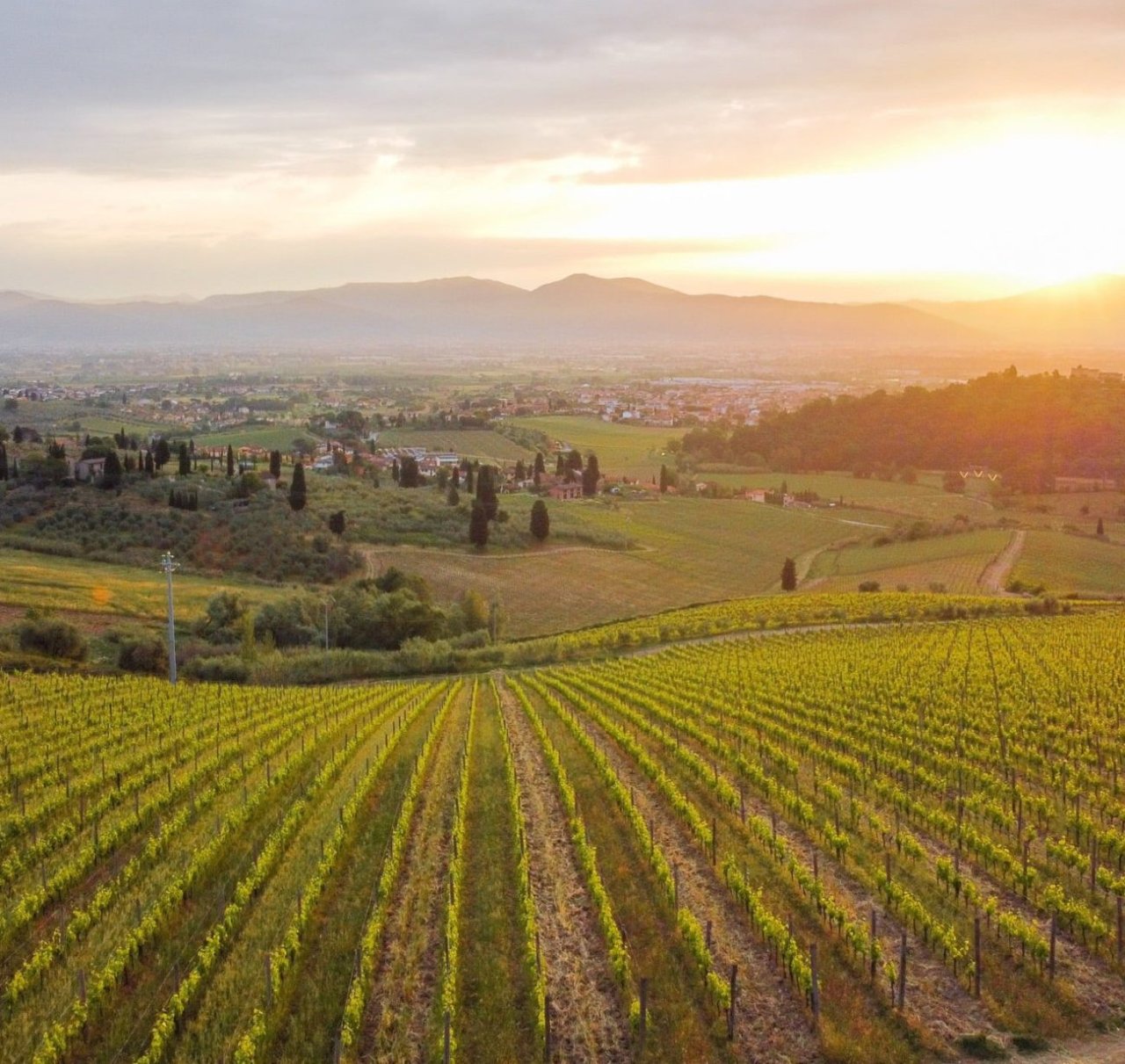 Vineyard rows at Tenuta di Capezzana at sunset, looking out over the plain and distant mountains