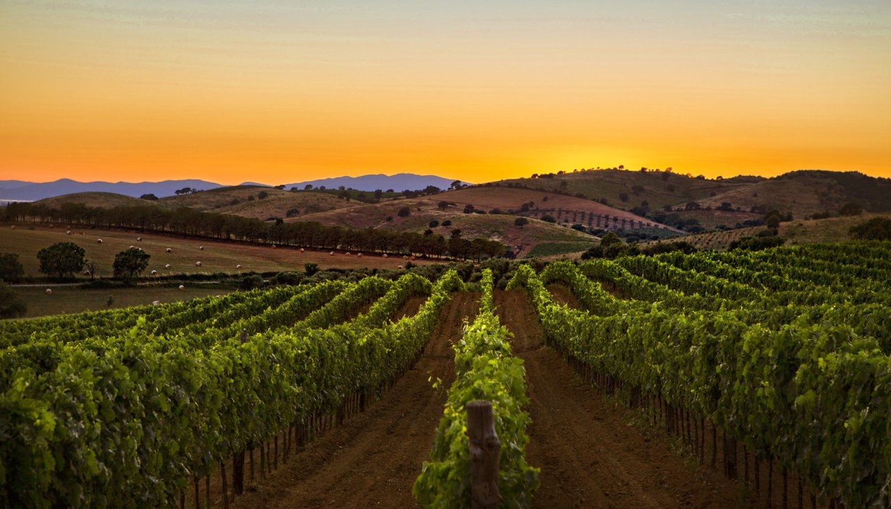 Belguardo winery image 1