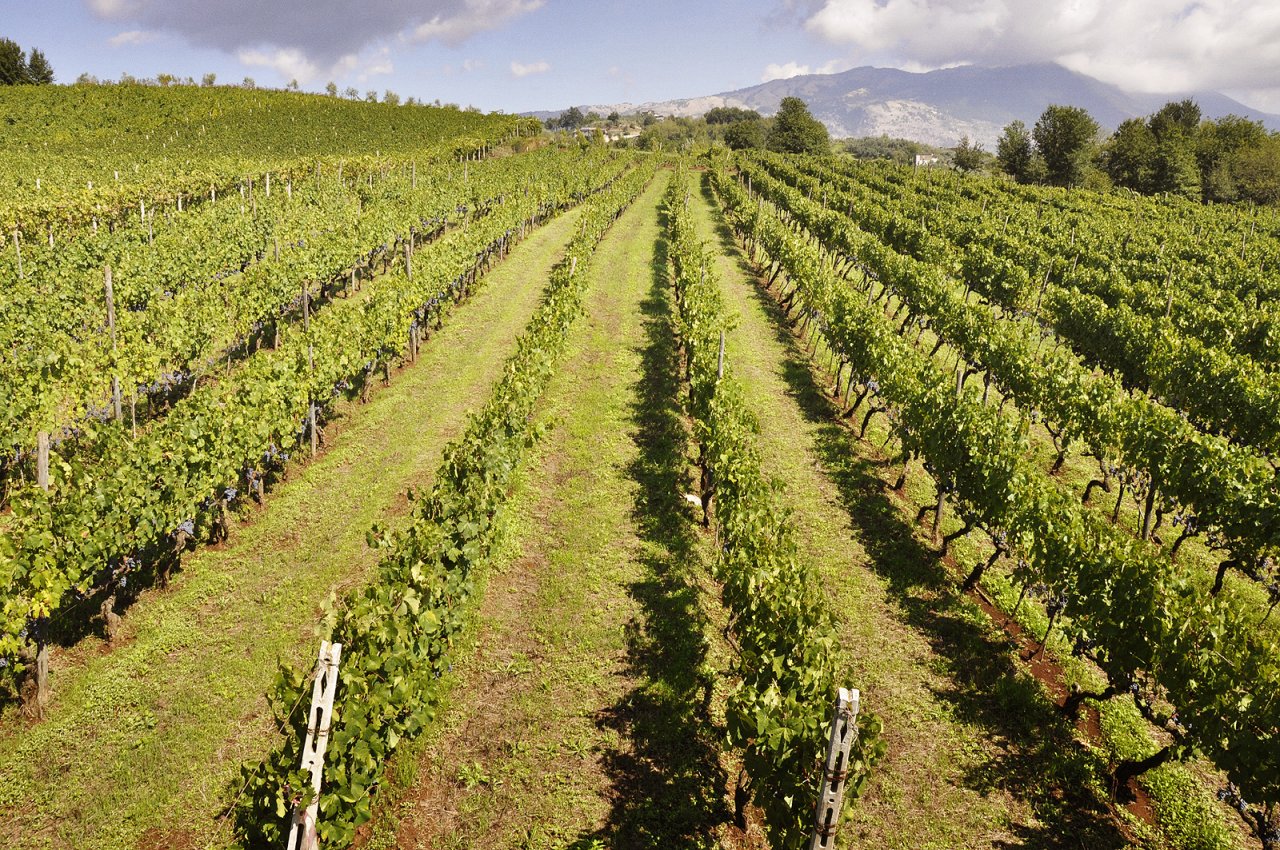 Damiano Ciolli winery image 3