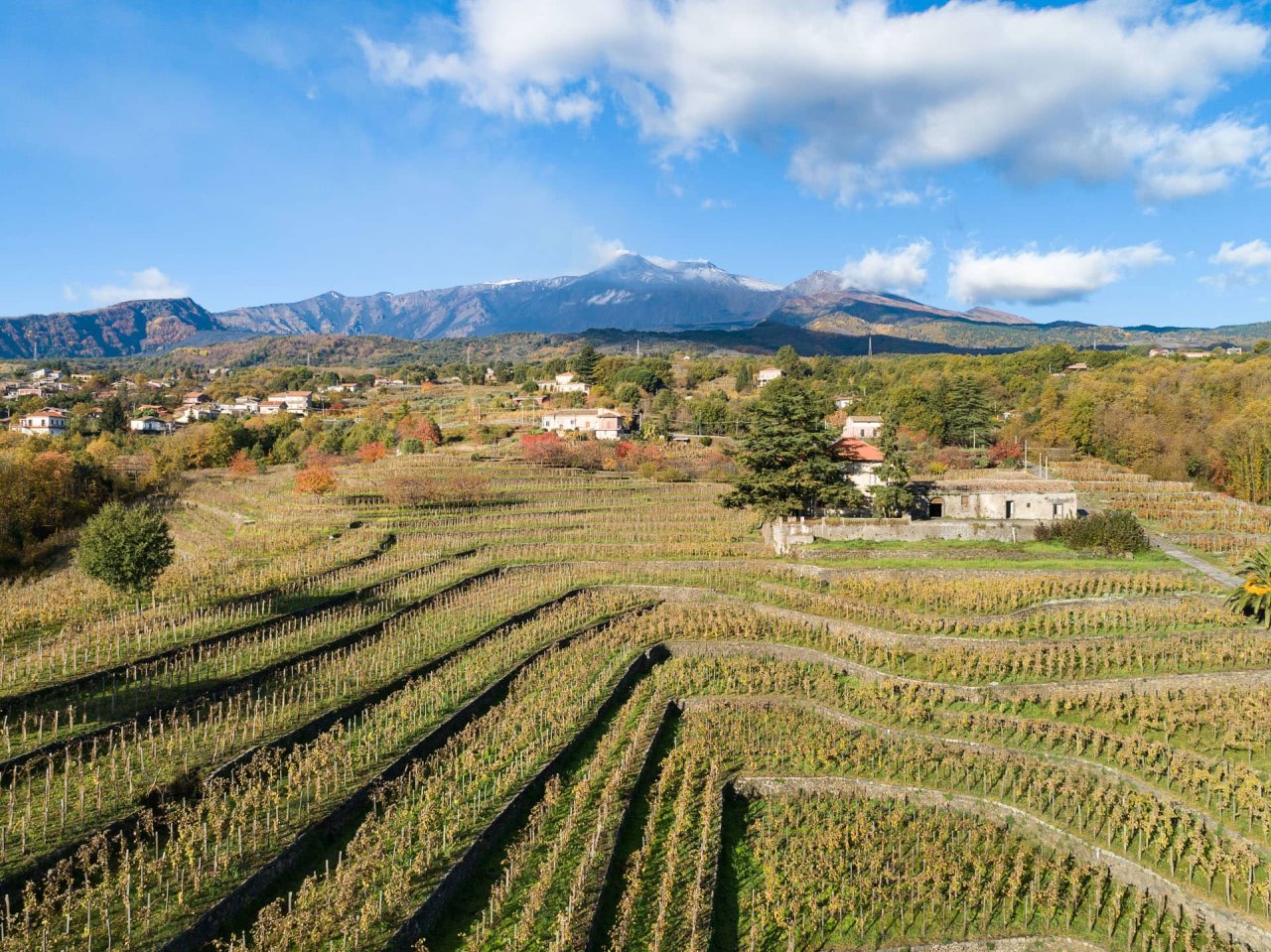 Aerial view of Maugeri's terraced vineyards at Milo in autumn, with snow on the peaks of Mount Etna behind.