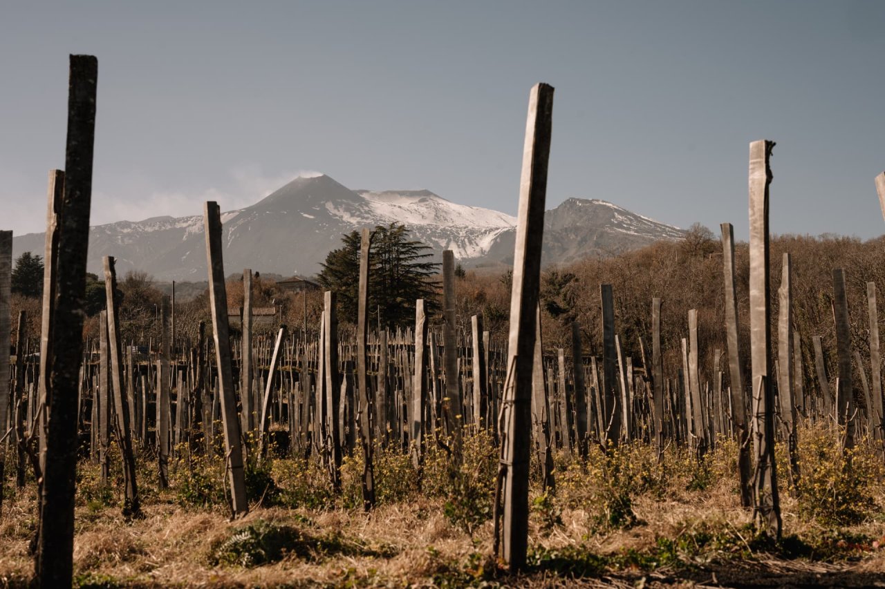 Wooden vine stakes on a Maugeri terrace in winter, with snow-covered Mount Etna rising behind.