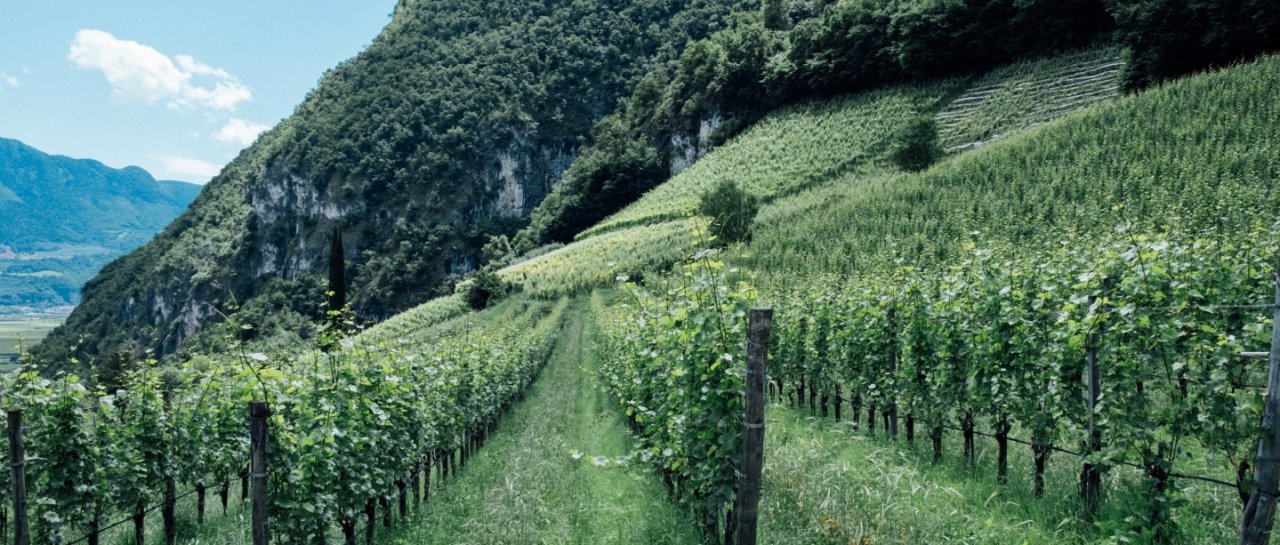 Alois Lageder winery image 5