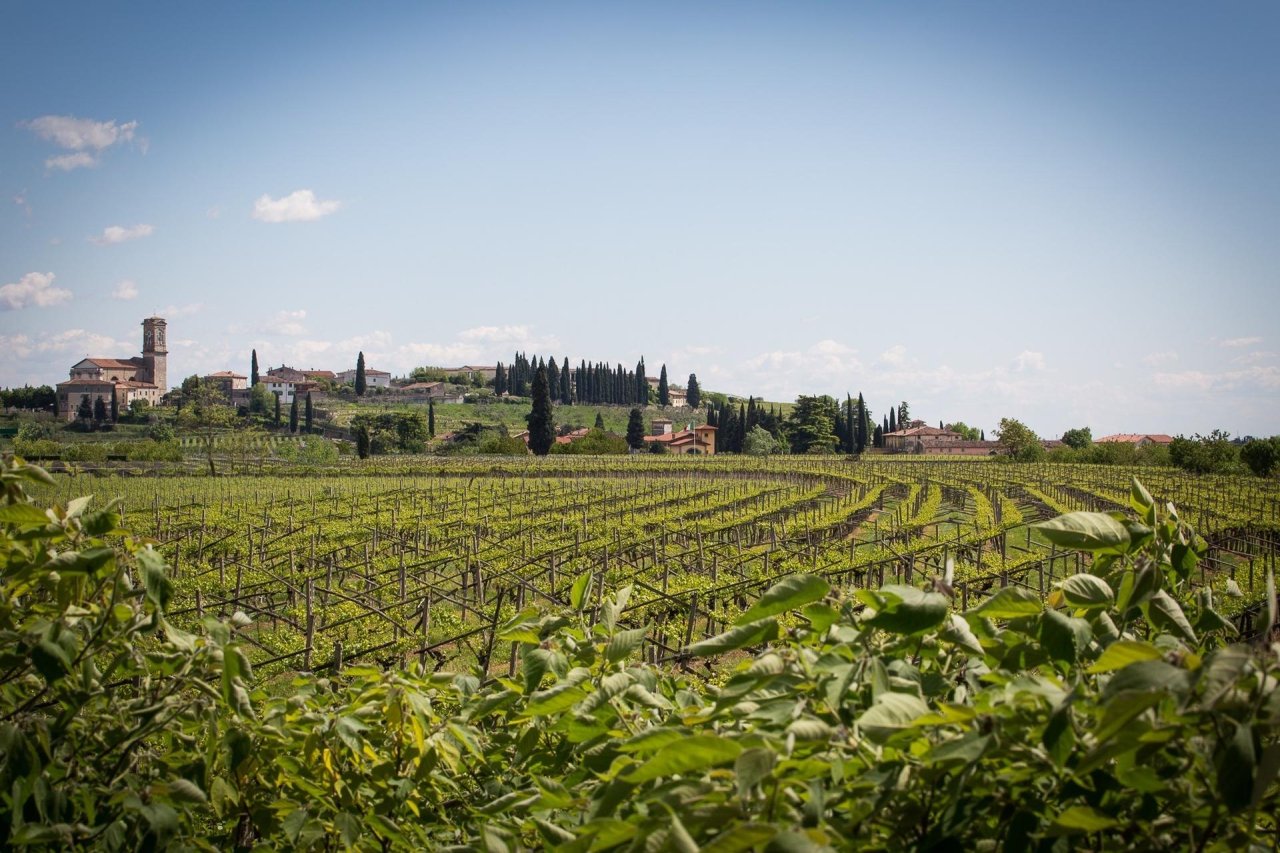 Brunelli's vineyards at San Pietro in Cariano under a blue sky, with the village church tower on the hill behind