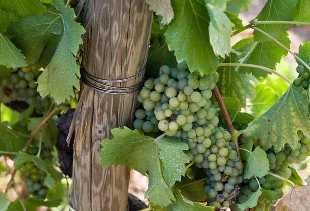 Azienda Agricola Castel de Paolis winery image 3