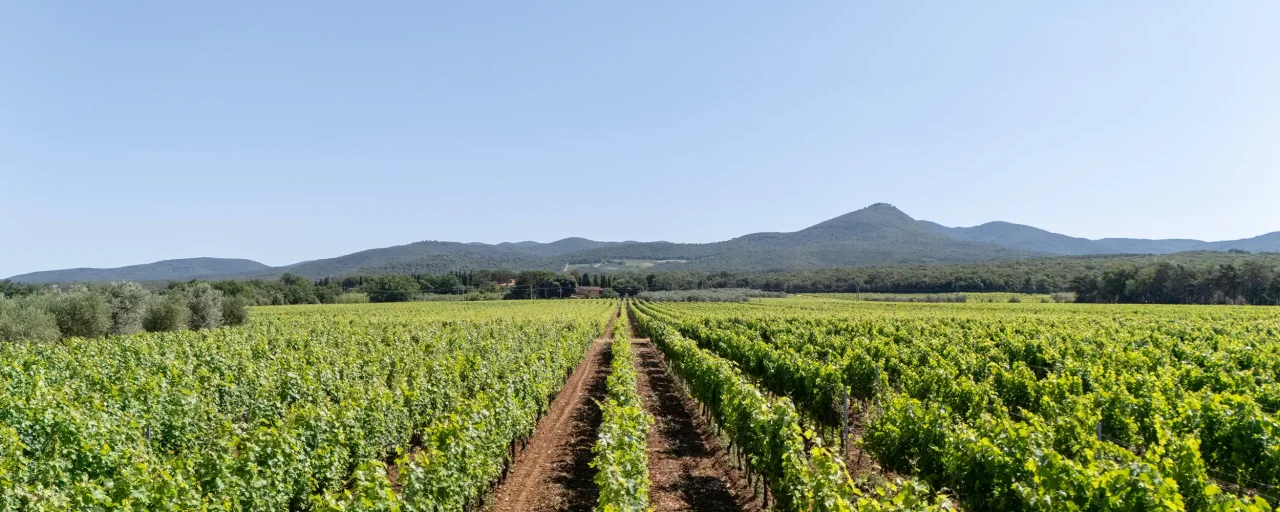 Rows of green vines at Tenuta Di Vaira running towards the wooded Bolgheri hills under a clear sky.